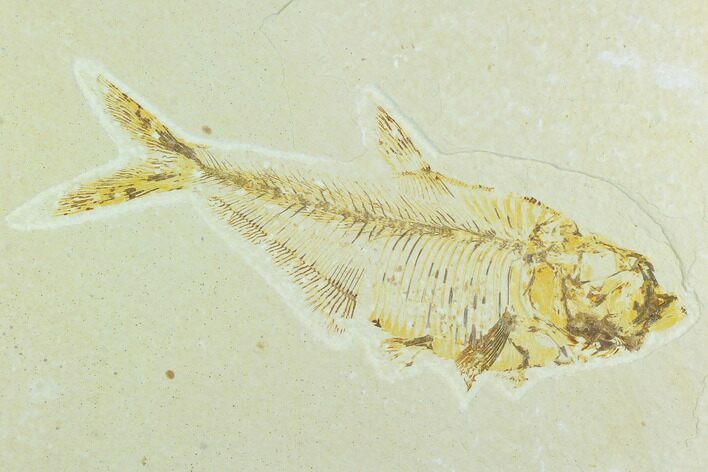 Bargain, Fossil Fish (Diplomystus) - Green River Formation #126560
